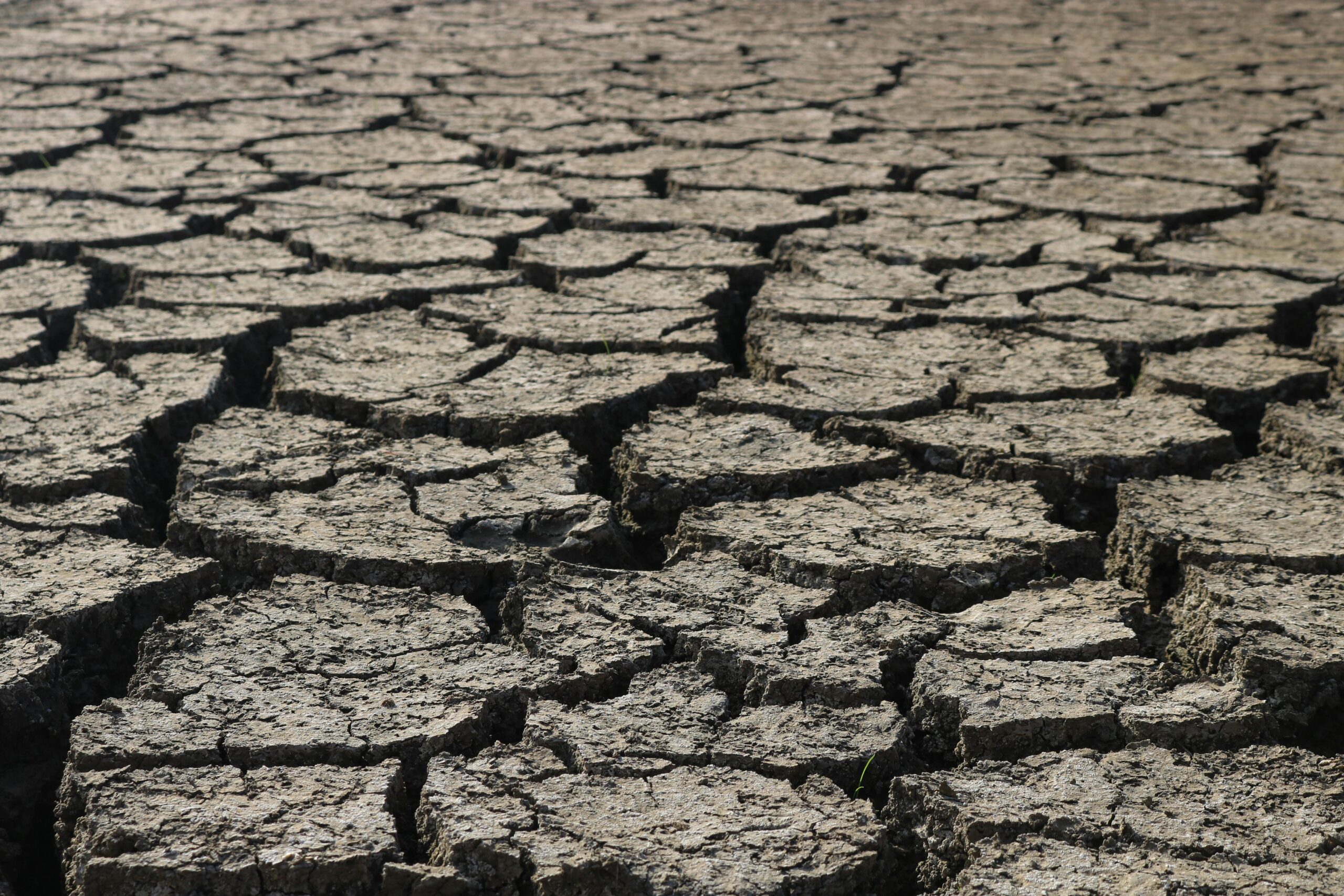 Scarcity Stress: Shaping Everyday Decisions